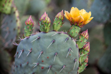 Blooming cactus in the Grand Canyon, USA