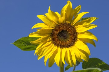 Жёлтый созревающий подсолнух на фоне синего неба
