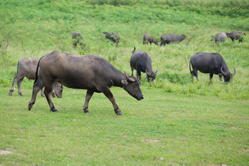 Naklejka na ściany i meble Water buffalo in the grass field