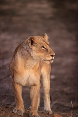 Lioness in the early morning sun, Kruger National Park
