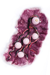 Брошь из валяной шерсти на белом фоне
