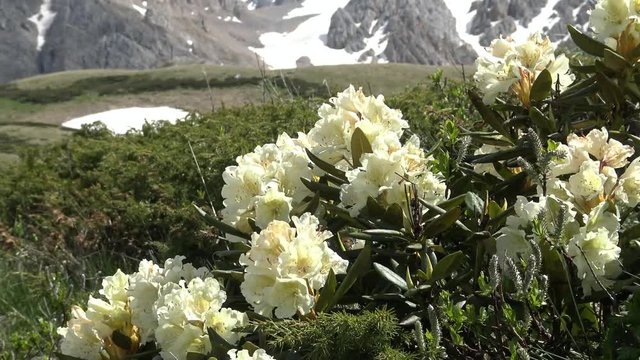 Цветущие рододендроны у подножия горы Оштен. Кавказские горы. Россия.