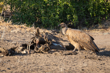 Vultures feeding on a carcass in the kruger national park - South Africa