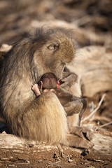 Mother and baby baboon in the Kruger NAtional Park - South Africa