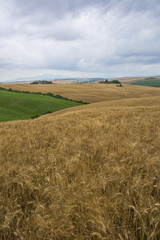 Fototapeta na wymiar Il grano della Val d'Arbia (Siena)