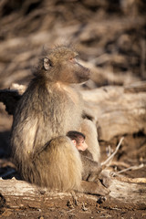 Mother and baby baboon in the Kruger NAtional Park - South Africa