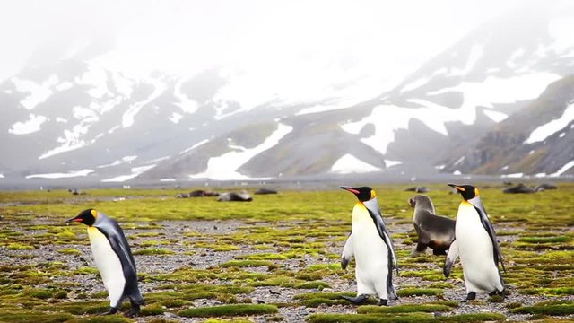 King Penguin colony on South Georgia. Juvenile penguins can be seen starting to molt their brown baby feathers.