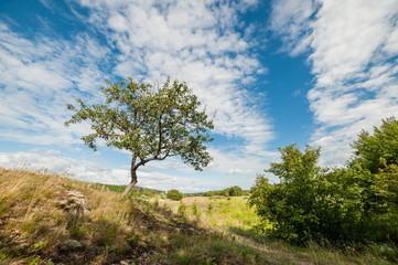 Obraz premium Summer Landscape with Tree
