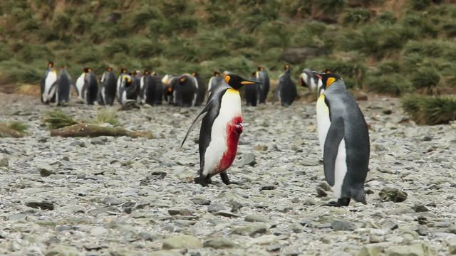Nature is not always pretty. Badly injured King Penguin walks back to the penguin colony. Injury most likely caused by a fur seal attack. Shot in the wild on South Georgia Island.