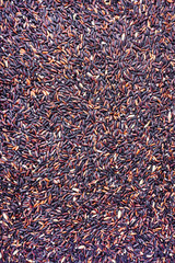 Rice berry rice, Thai black jasmine rice for background