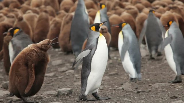King Penguin colony on South Georgia. Juvenile penguins can be seen starting to molt their brown baby feathers.
