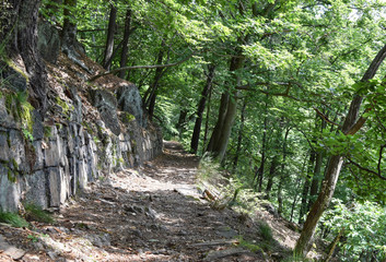 walking trail in the woods