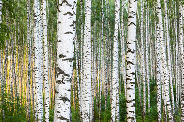 summer forest birch