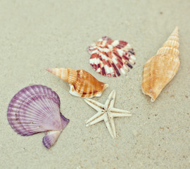 Seashells  on the beach. Beautiful sea background. Vacation conc