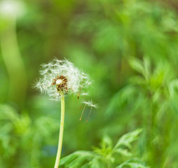 crumbling dandelion on a green background