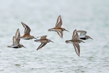 Dunlin (Calidris alpina)