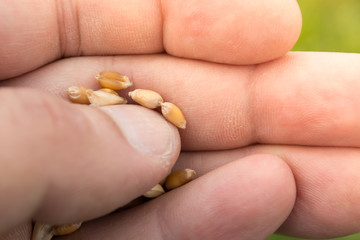 Wheat seeds in male hand