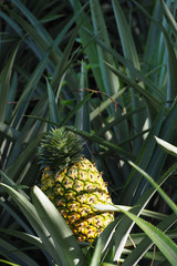Obraz premium fresh pineapple growing up in garden