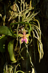 Phalaenopsis hybrids