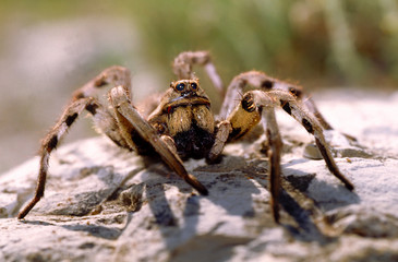 Araña lobo sobre piedra.