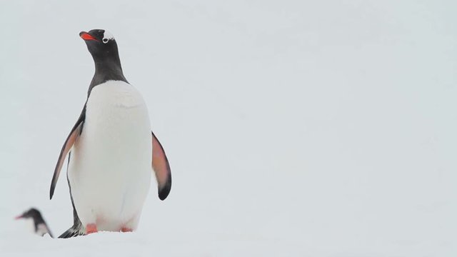 Gentoo Penguins shot in Antarctica.