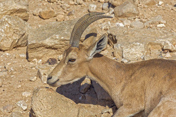 Roe deer in the arid desert.