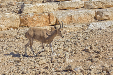 Roe deer in the arid desert.