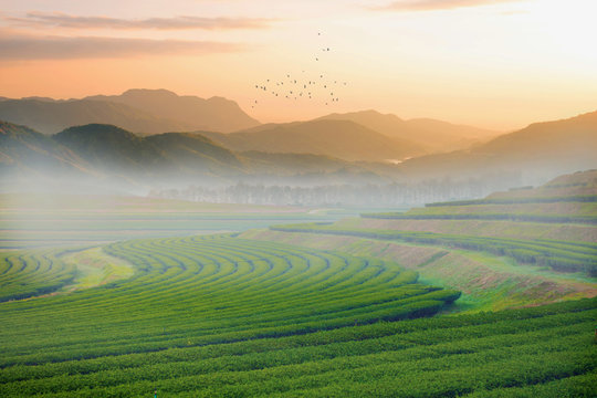 Tea filed with landscape view when sunrise.