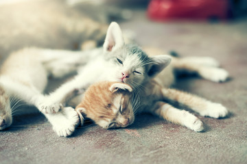 Sweet moment A group of different kitten sleeping on the floor.I