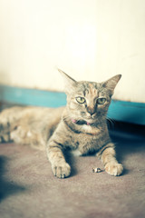 Dramatic moment A group of different kitten sleeping on the floo