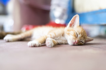 Sweet moment A kitten on the floor.In soften focus.