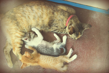 Sweet moment A group of different kitten sleeping on the floor.I