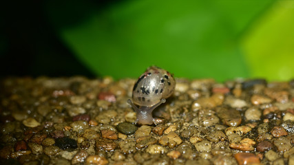 macro a snail