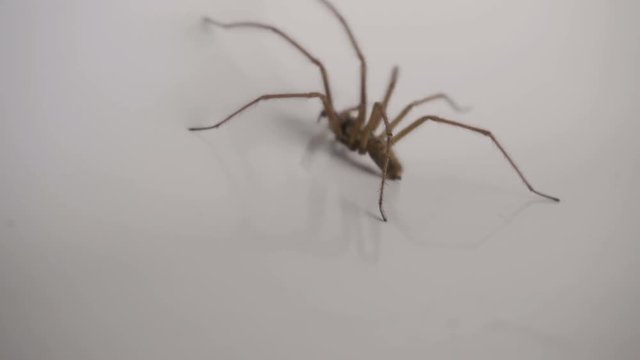 Menacing Shot Of A  Large House Spider Caught In A Bath Tub. Filmed In Slow Motion With Dramatic Lighting