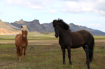 two horses