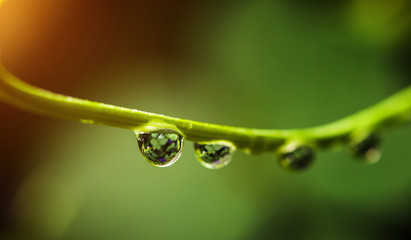 Water droplets on the leaves, rain drops.