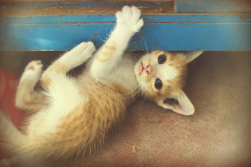 Sweet moment A group of different kitten sleeping on the floor.I