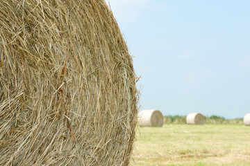 stubble field with hay bales
