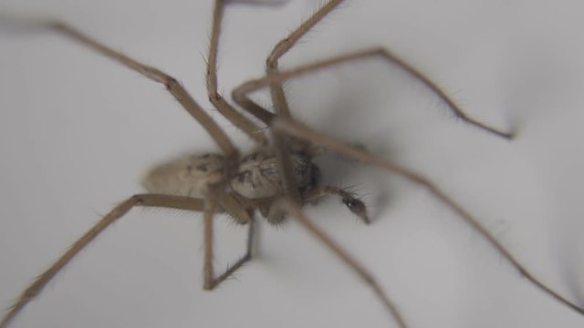 Menacing Shot Of A  Large House Spider Caught In A Bath Tub. Filmed In Slow Motion