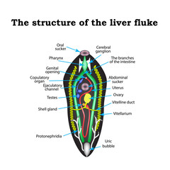 The structure of the liver fluke. Infographics. Vector illustration on isolated background