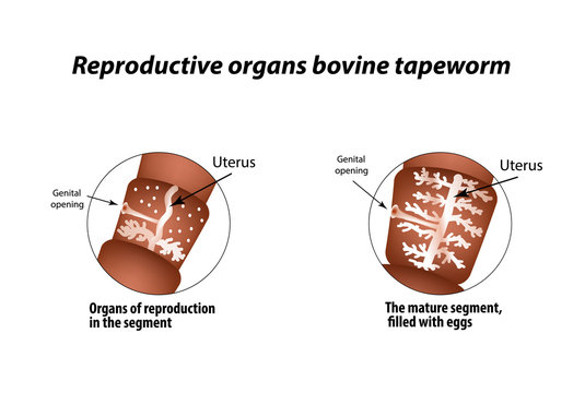 The structure of the reproductive organs of bovine tapeworm. Infographics. Vector illustration on isolated background