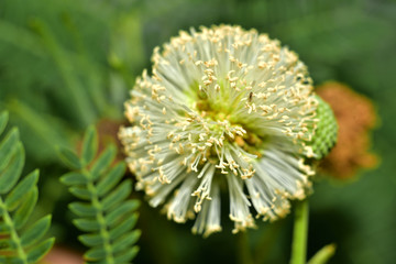 Pretty Image of a Tropical Thistle from Kauai
