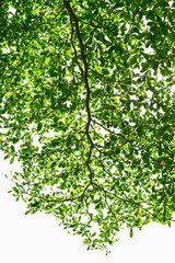 Fototapeta premium tree branch with leaves.White background