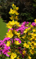 Obraz premium Yellow loosestrife grows against a colourful floweres