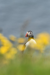 Puffin with flowers. Iceland.