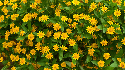 wedelia trilobata The yellow flowers that bloom simultaneously f