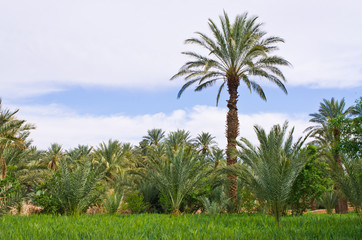 Obraz premium Palm tree in Morocco