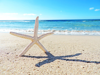Fototapeta na wymiar Starfish and sea, summer at the beach 