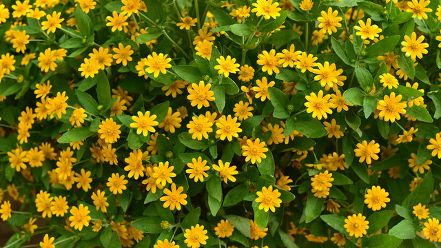 Fototapeta wedelia trilobata The yellow flowers that bloom simultaneously f
