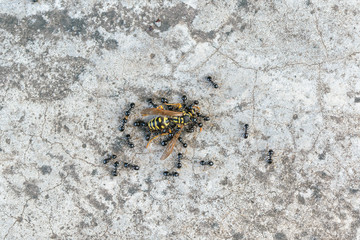 Black ants attack the wasp